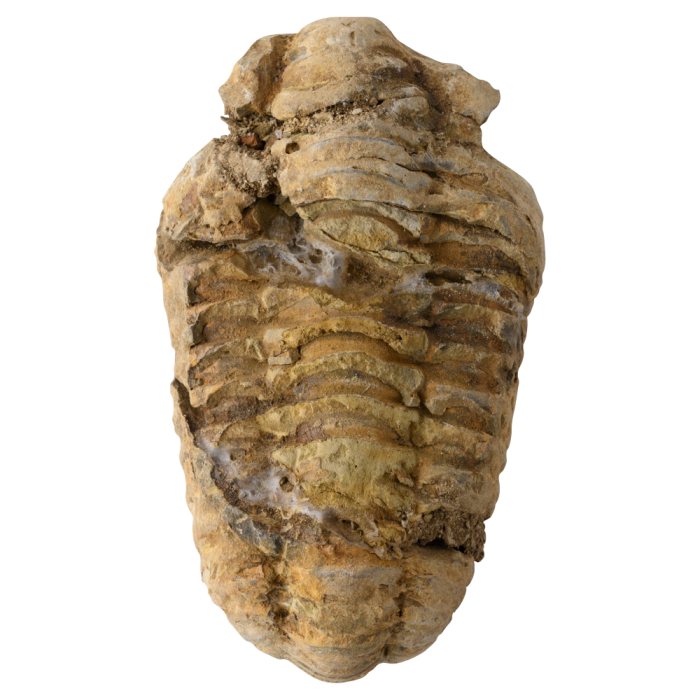 2" Calymene Trilobite, Morocco (1pc) NETT