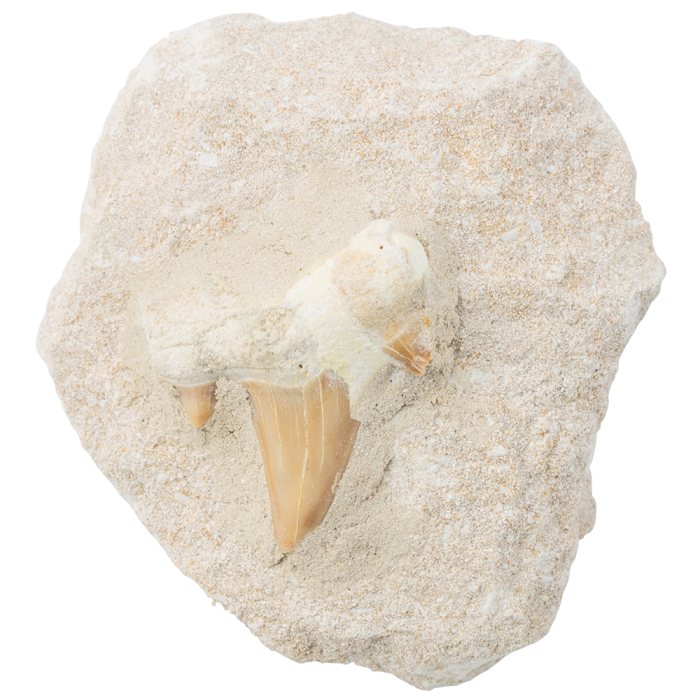 Otodus Shark Tooth on Matrix approx 5-7cm, Oued Zem, Khouribga Plateau, Morocco (1pc) NETT