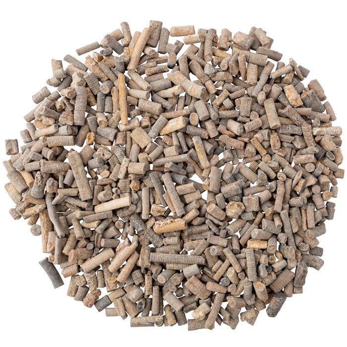 25mm (Approx) Fossilised Crinoid Stems (1kg) 