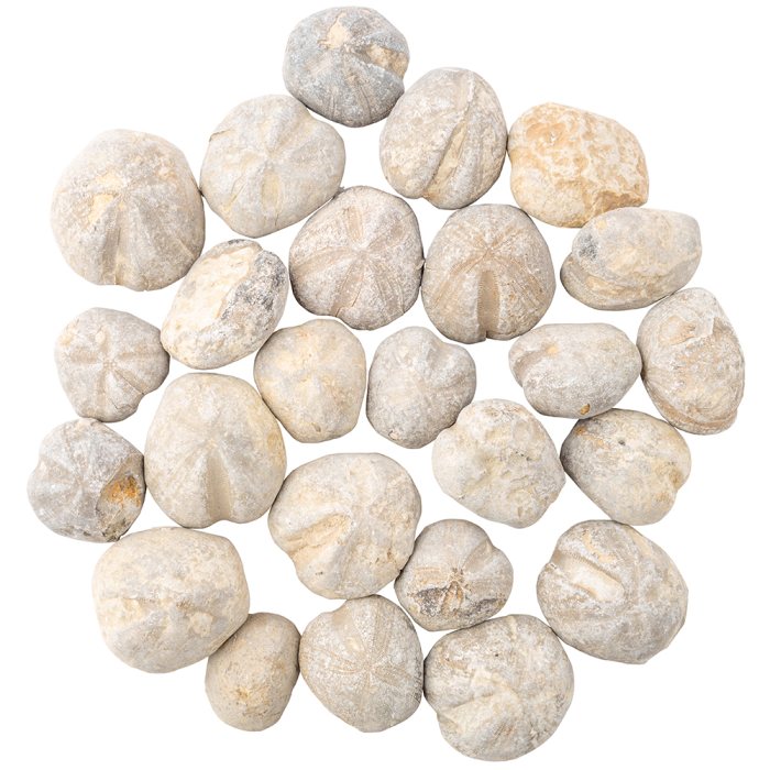 25mm (Approx) Echinoids (Fossilised Sea Urchin) (1kg) NETT