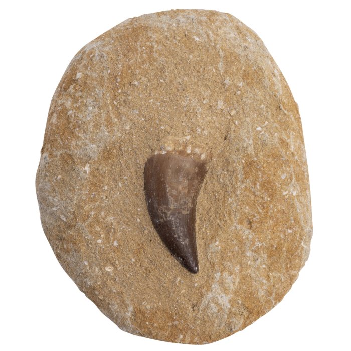 Mosasaur Tooth (no root) in Matrix 3-4"  (1pc) NETT