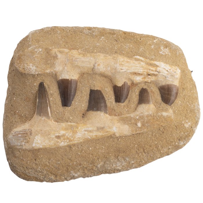 6x5" Composite Mosasaur Jaw (Full Jaw) (1pc) NETT