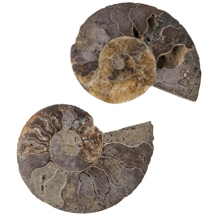 Ammonite Sliced Pair Fossils, Cretaceous, approx. 100Ma, Mahajunga Basin Madagascar (1pc) NETT
