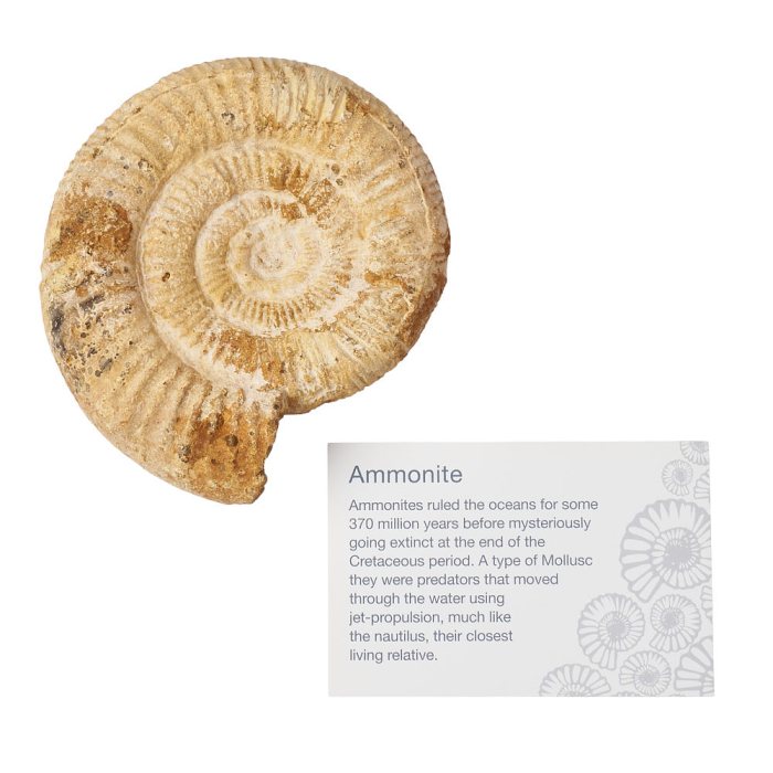 White Ribbed Ammonite in Gift Box with ID Card (1pc)