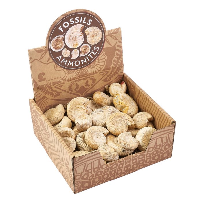White Ribbed Ammonite in Ready to Retail Box (25pcs)