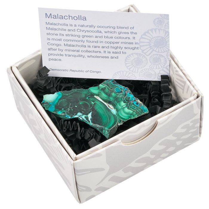 Malacholla Slice in Gift Box (1pc)
