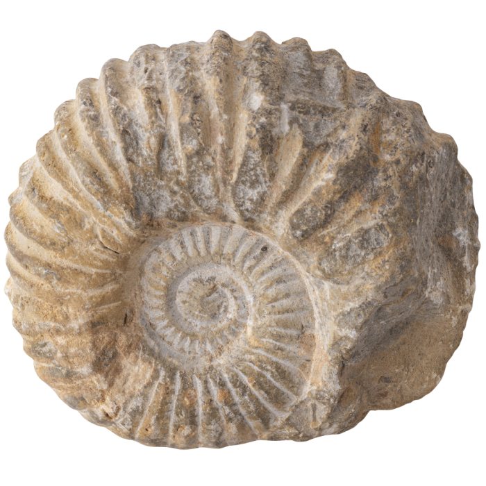 Ammonite Ribbed Limestone, Morocco 3-4" (1pc) NETT