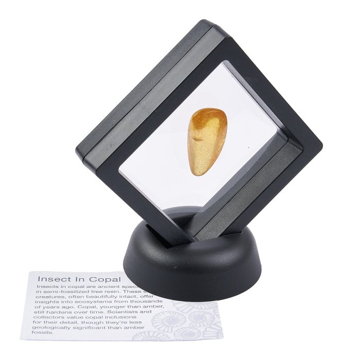 Copal with Insect in 7cm Floating Frame with ID Card (1pc)