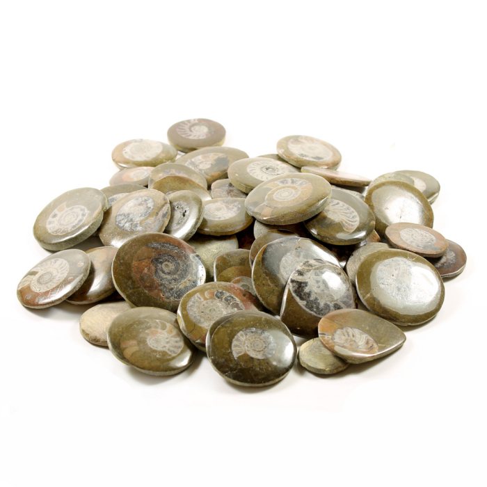 Ammonite Polished Morocco (50pcs)