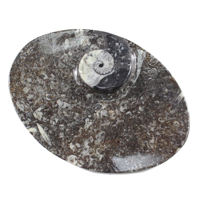 7" Goniatite Oval Dish, Morocco (1pc) NETT