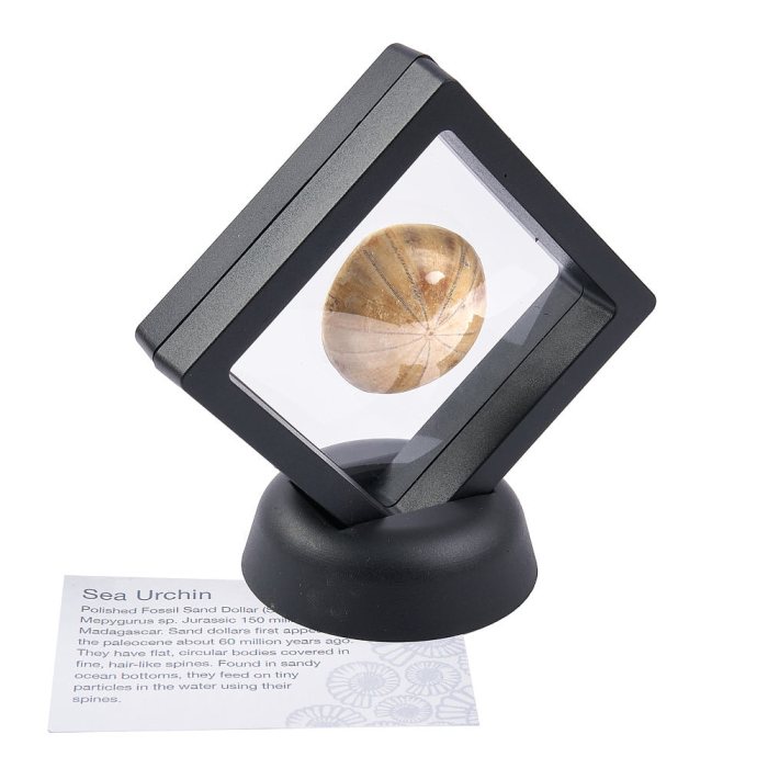 Sea Urchin in 7cm Floating Frame with ID Card (1pc)