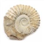 Category Ammonite image