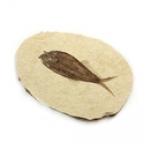 Category Fossilised Fish image