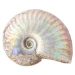 Category Ammonite image