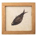 Category Fossilised Fish image