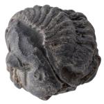 Category Trilobite image