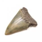 Category Teeth and Claws image