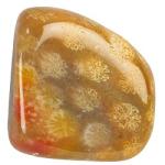 Category Coral image