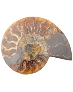 Ammonite Madagascar 3-4" (1pc) (Half) NETT
