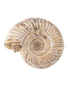 White Ribbed Ammonites 2" (9pc) NETT