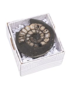 Ammonite Dactylioceras Cut & Polished, Whitby, 2.5-3" (1pc) NETT