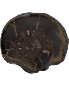 3-4" Ammonite Dactylioceras Cut & Polished Whitby (1pc) NETT