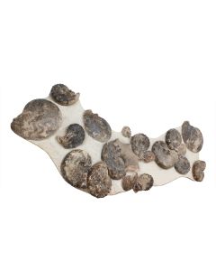 12x35" Ammonite Oolite (1pc) NETT