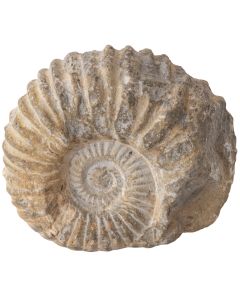 Ammonite Ribbed Limstone, Morocco 3-4" (1pc)  NETT
