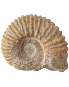 Ammonite Ribbed Limestone, Morocco 4-5" (1pc) NETT