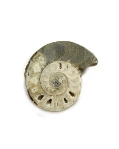 2-3" Vascoceras Ammonite, Nigeria (1pc) NETT