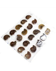 0.5-1" A Grade Cut & Polished Ammonites (10pc) NETT