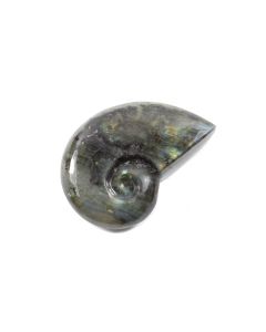 Labradorite Ammonite 2.5-3" (1 Piece) NETT